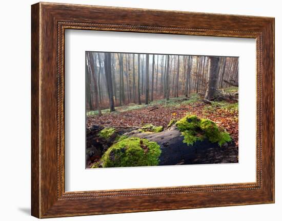 The Baltic Sea, National Park Jasmund, Autumn Forest-Catharina Lux-Framed Photographic Print