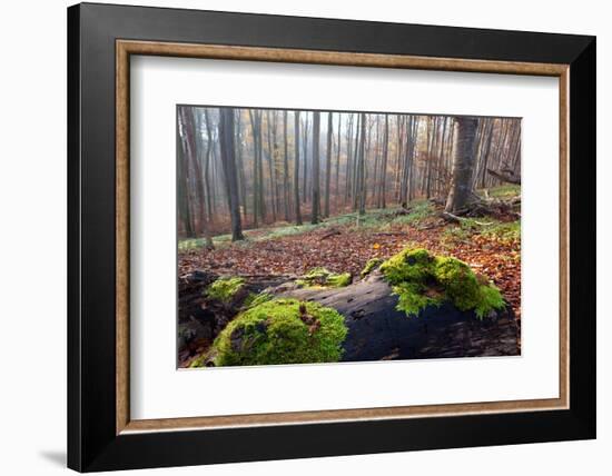 The Baltic Sea, National Park Jasmund, Autumn Forest-Catharina Lux-Framed Photographic Print