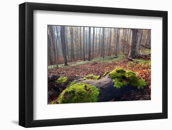 The Baltic Sea, National Park Jasmund, Autumn Forest-Catharina Lux-Framed Photographic Print