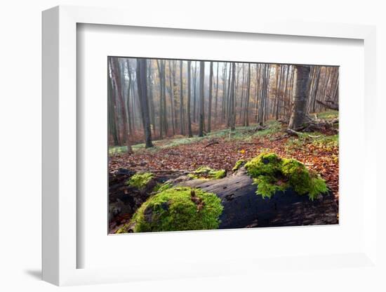 The Baltic Sea, National Park Jasmund, Autumn Forest-Catharina Lux-Framed Photographic Print