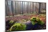 The Baltic Sea, National Park Jasmund, Autumn Forest-Catharina Lux-Mounted Photographic Print