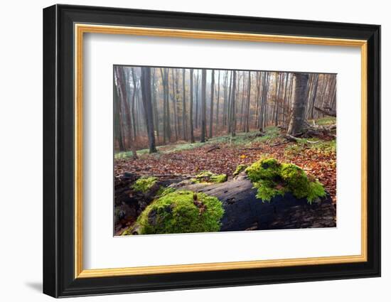 The Baltic Sea, National Park Jasmund, Autumn Forest-Catharina Lux-Framed Photographic Print