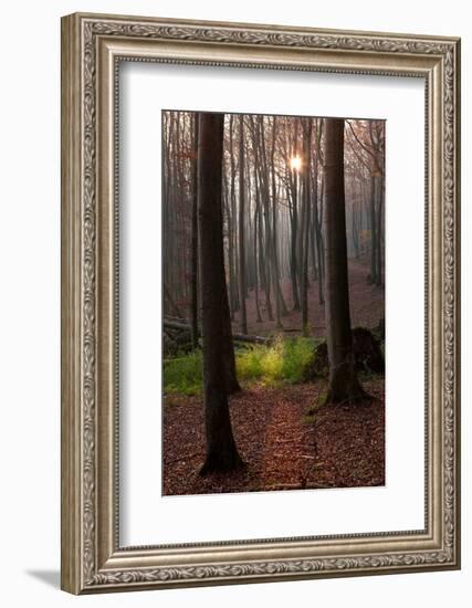 The Baltic Sea, National Park Jasmund, Autumn Forest-Catharina Lux-Framed Photographic Print