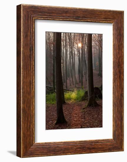 The Baltic Sea, National Park Jasmund, Autumn Forest-Catharina Lux-Framed Photographic Print