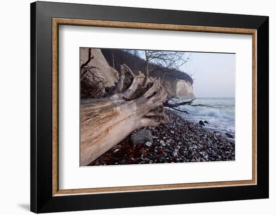 The Baltic Sea, National Park Jasmund, Beach, Trunk, Steep Coast, Scarp-Catharina Lux-Framed Photographic Print