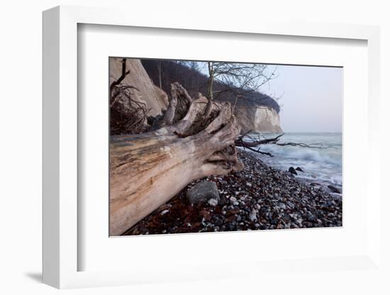 The Baltic Sea, National Park Jasmund, Beach, Trunk, Steep Coast, Scarp-Catharina Lux-Framed Photographic Print