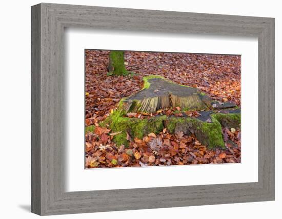 The Baltic Sea, National Park Jasmund, Beech Forest in Autumn, Tree Stump, Foliage-Catharina Lux-Framed Photographic Print