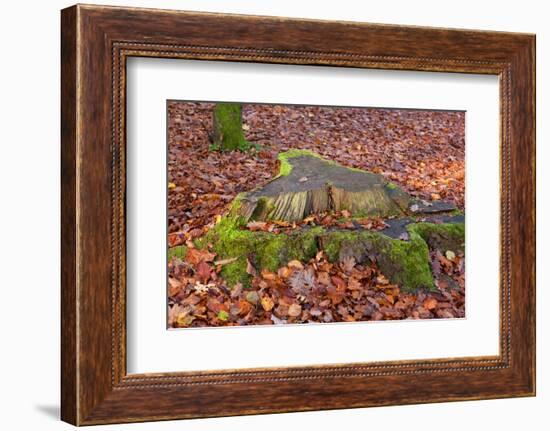 The Baltic Sea, National Park Jasmund, Beech Forest in Autumn, Tree Stump, Foliage-Catharina Lux-Framed Photographic Print