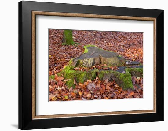 The Baltic Sea, National Park Jasmund, Beech Forest in Autumn, Tree Stump, Foliage-Catharina Lux-Framed Photographic Print