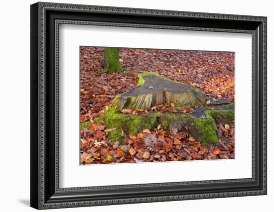 The Baltic Sea, National Park Jasmund, Beech Forest in Autumn, Tree Stump, Foliage-Catharina Lux-Framed Photographic Print