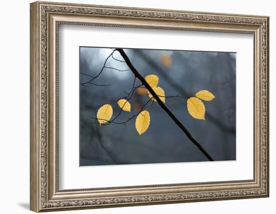 The Baltic Sea, National Park Jasmund, Beech Forest in Autumn-Catharina Lux-Framed Photographic Print