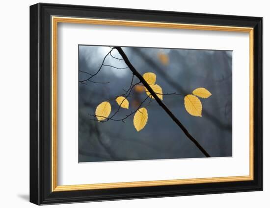 The Baltic Sea, National Park Jasmund, Beech Forest in Autumn-Catharina Lux-Framed Photographic Print