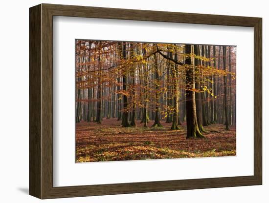 The Baltic Sea, National Park Jasmund, Beech Forest in Autumn-Catharina Lux-Framed Photographic Print