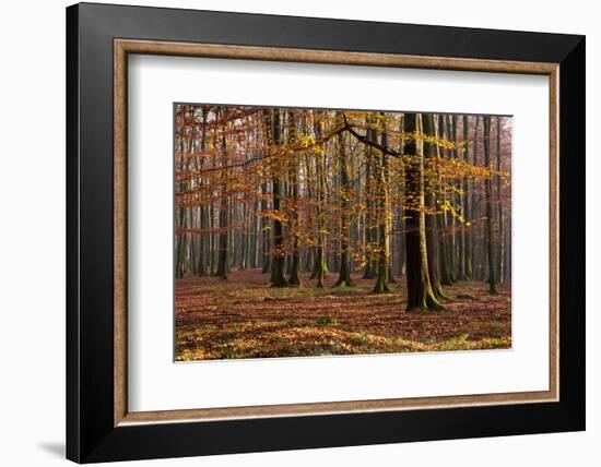 The Baltic Sea, National Park Jasmund, Beech Forest in Autumn-Catharina Lux-Framed Photographic Print