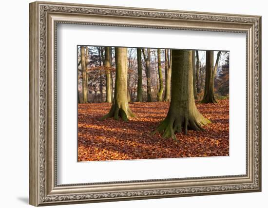 The Baltic Sea, National Park Jasmund, Beech Forest in Autumn-Catharina Lux-Framed Photographic Print