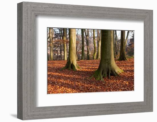 The Baltic Sea, National Park Jasmund, Beech Forest in Autumn-Catharina Lux-Framed Photographic Print