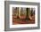 The Baltic Sea, National Park Jasmund, Beech Forest in Autumn-Catharina Lux-Framed Photographic Print