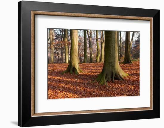 The Baltic Sea, National Park Jasmund, Beech Forest in Autumn-Catharina Lux-Framed Photographic Print