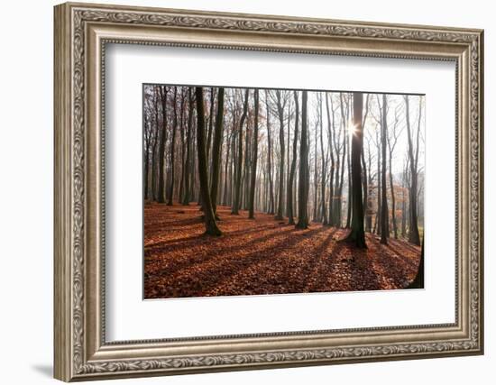 The Baltic Sea, National Park Jasmund, Beech Forest in Autumn-Catharina Lux-Framed Photographic Print