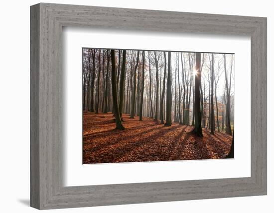 The Baltic Sea, National Park Jasmund, Beech Forest in Autumn-Catharina Lux-Framed Photographic Print