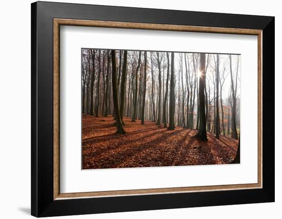 The Baltic Sea, National Park Jasmund, Beech Forest in Autumn-Catharina Lux-Framed Photographic Print