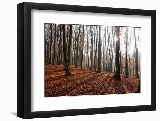 The Baltic Sea, National Park Jasmund, Beech Forest in Autumn-Catharina Lux-Framed Photographic Print