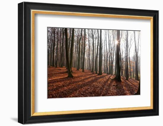 The Baltic Sea, National Park Jasmund, Beech Forest in Autumn-Catharina Lux-Framed Photographic Print