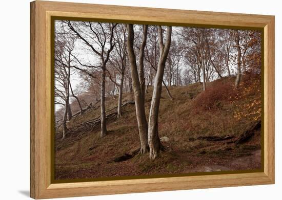 The Baltic Sea, National Park Jasmund, Steep Coast, Beech Forest-Catharina Lux-Framed Premier Image Canvas