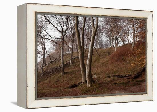 The Baltic Sea, National Park Jasmund, Steep Coast, Beech Forest-Catharina Lux-Framed Premier Image Canvas