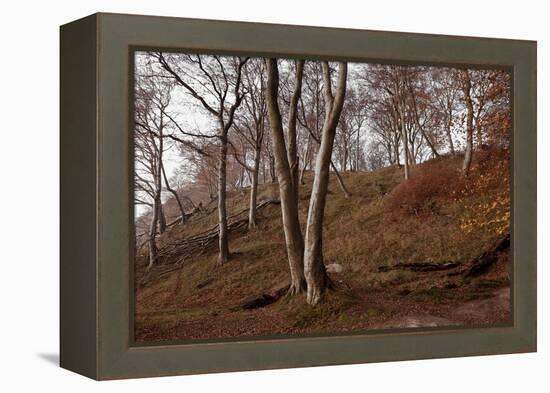 The Baltic Sea, National Park Jasmund, Steep Coast, Beech Forest-Catharina Lux-Framed Premier Image Canvas