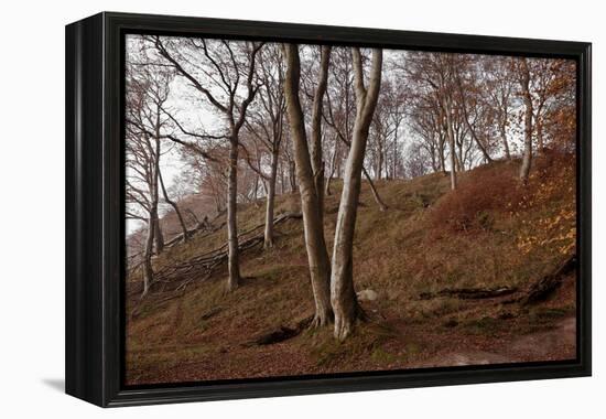 The Baltic Sea, National Park Jasmund, Steep Coast, Beech Forest-Catharina Lux-Framed Premier Image Canvas