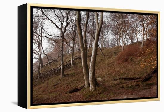 The Baltic Sea, National Park Jasmund, Steep Coast, Beech Forest-Catharina Lux-Framed Premier Image Canvas