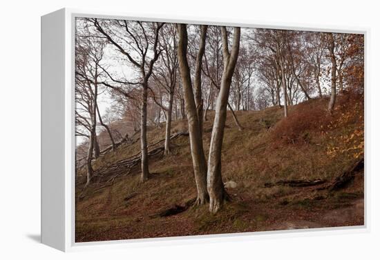 The Baltic Sea, National Park Jasmund, Steep Coast, Beech Forest-Catharina Lux-Framed Premier Image Canvas