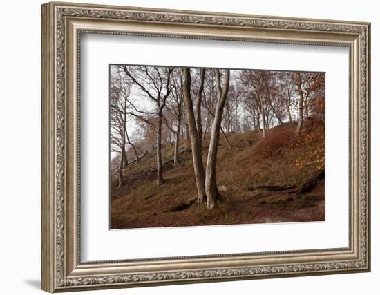 The Baltic Sea, National Park Jasmund, Steep Coast, Beech Forest-Catharina Lux-Framed Photographic Print