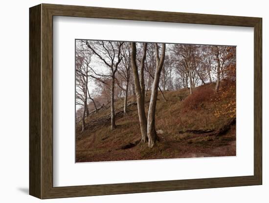 The Baltic Sea, National Park Jasmund, Steep Coast, Beech Forest-Catharina Lux-Framed Photographic Print