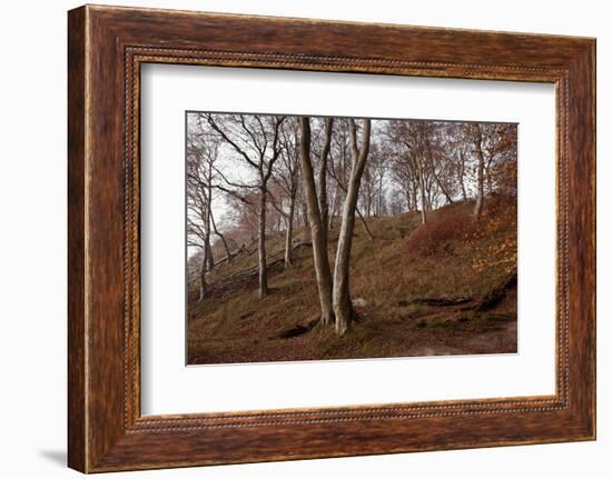 The Baltic Sea, National Park Jasmund, Steep Coast, Beech Forest-Catharina Lux-Framed Photographic Print