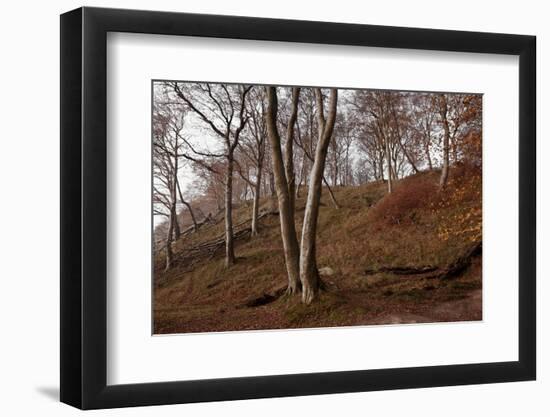 The Baltic Sea, National Park Jasmund, Steep Coast, Beech Forest-Catharina Lux-Framed Photographic Print