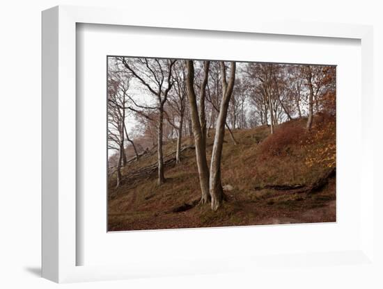 The Baltic Sea, National Park Jasmund, Steep Coast, Beech Forest-Catharina Lux-Framed Photographic Print