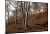 The Baltic Sea, National Park Jasmund, Steep Coast, Beech Forest-Catharina Lux-Mounted Photographic Print