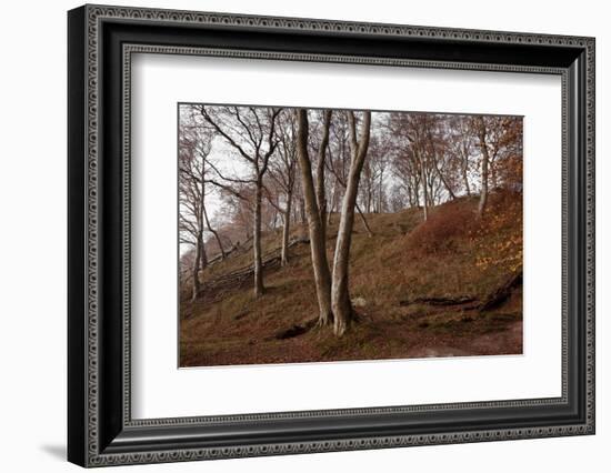 The Baltic Sea, National Park Jasmund, Steep Coast, Beech Forest-Catharina Lux-Framed Photographic Print