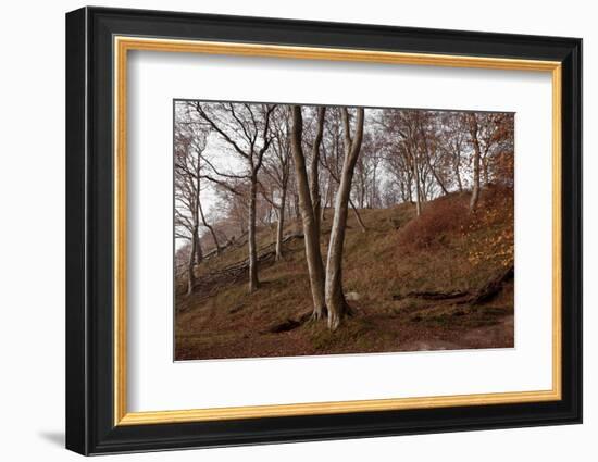 The Baltic Sea, National Park Jasmund, Steep Coast, Beech Forest-Catharina Lux-Framed Photographic Print