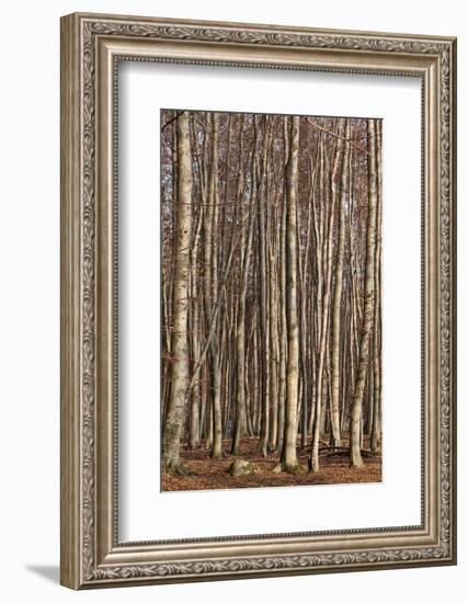 The Baltic Sea, National Park Jasmund, Steep Coast, Beech Forest-Catharina Lux-Framed Photographic Print