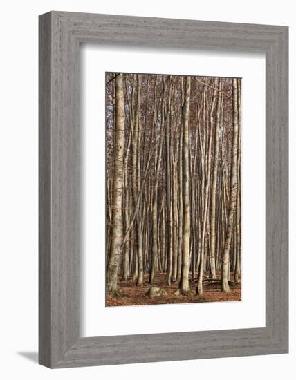 The Baltic Sea, National Park Jasmund, Steep Coast, Beech Forest-Catharina Lux-Framed Photographic Print