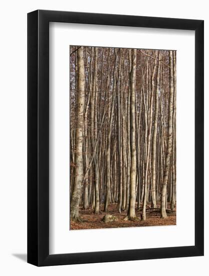 The Baltic Sea, National Park Jasmund, Steep Coast, Beech Forest-Catharina Lux-Framed Photographic Print