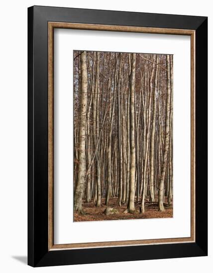 The Baltic Sea, National Park Jasmund, Steep Coast, Beech Forest-Catharina Lux-Framed Photographic Print