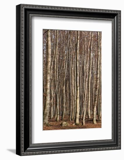 The Baltic Sea, National Park Jasmund, Steep Coast, Beech Forest-Catharina Lux-Framed Photographic Print