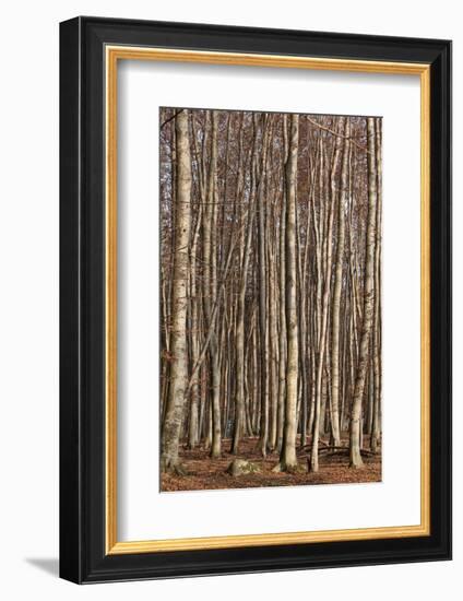 The Baltic Sea, National Park Jasmund, Steep Coast, Beech Forest-Catharina Lux-Framed Photographic Print