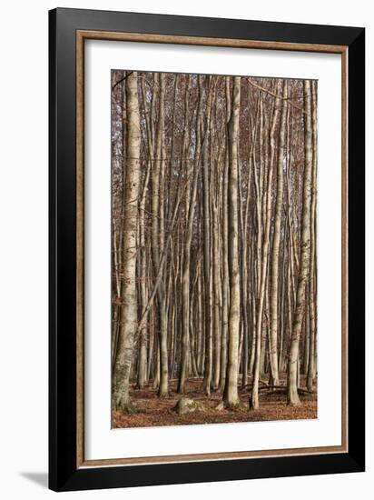 The Baltic Sea, National Park Jasmund, Steep Coast, Beech Forest-Catharina Lux-Framed Photographic Print