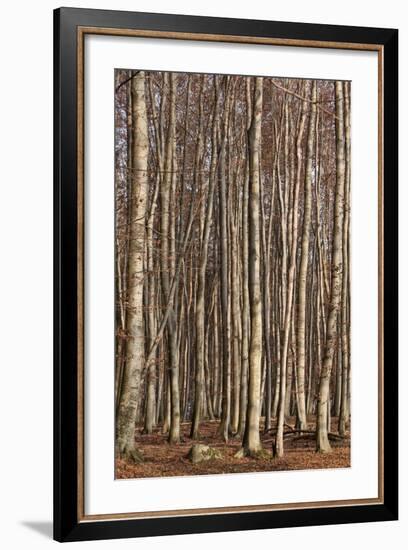 The Baltic Sea, National Park Jasmund, Steep Coast, Beech Forest-Catharina Lux-Framed Photographic Print