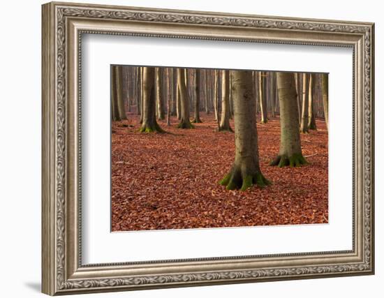 The Baltic Sea, National Park Jasmund, Steep Coast, Beech Forest-Catharina Lux-Framed Photographic Print